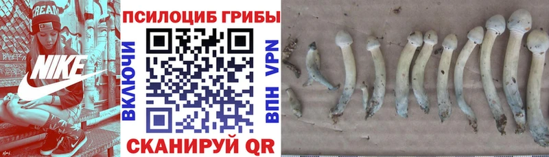 hydra ONION  наркота  Нарьян-Мар  Псилоцибиновые грибы Magic Shrooms 